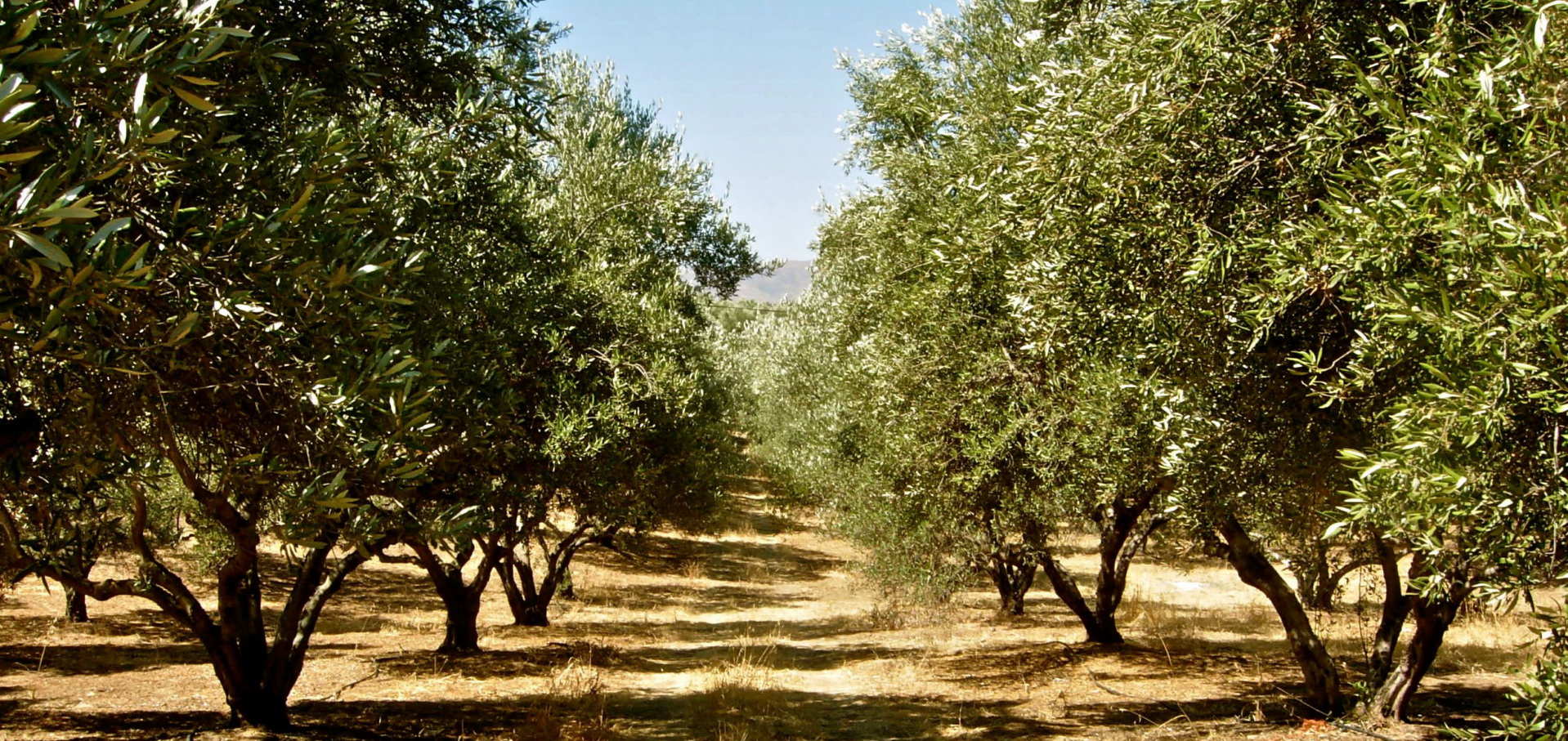 Оливковые рощи на севере Греции